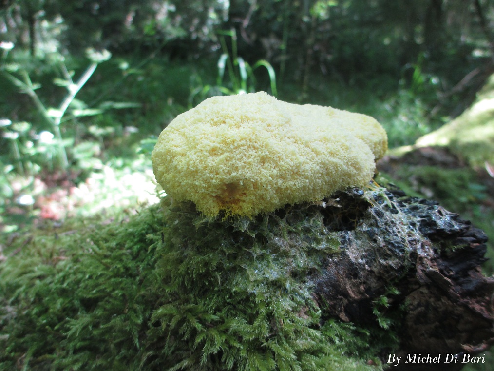 Torta mimosa da definire