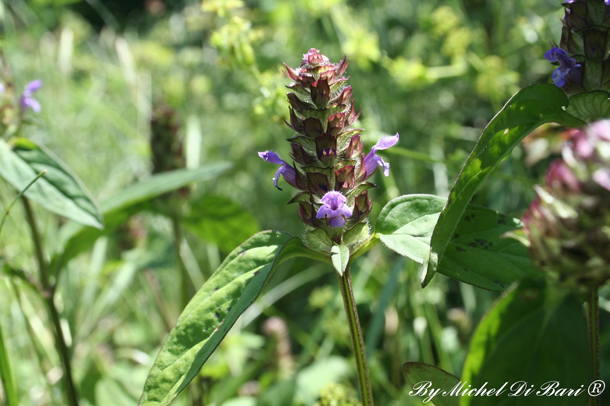Prunella vulgaris