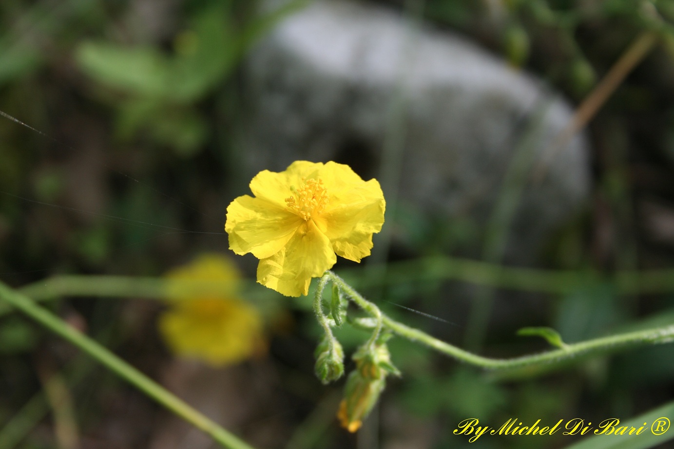 Helianthemum sp.