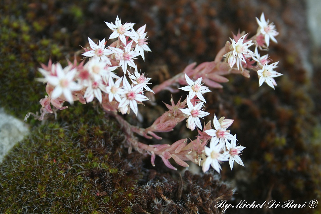 Sedum hispanicum / Borracina glauca
