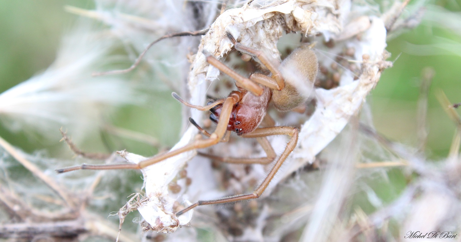 Cheiracanthium punctorium - San Giovanni Rotondo (FG)