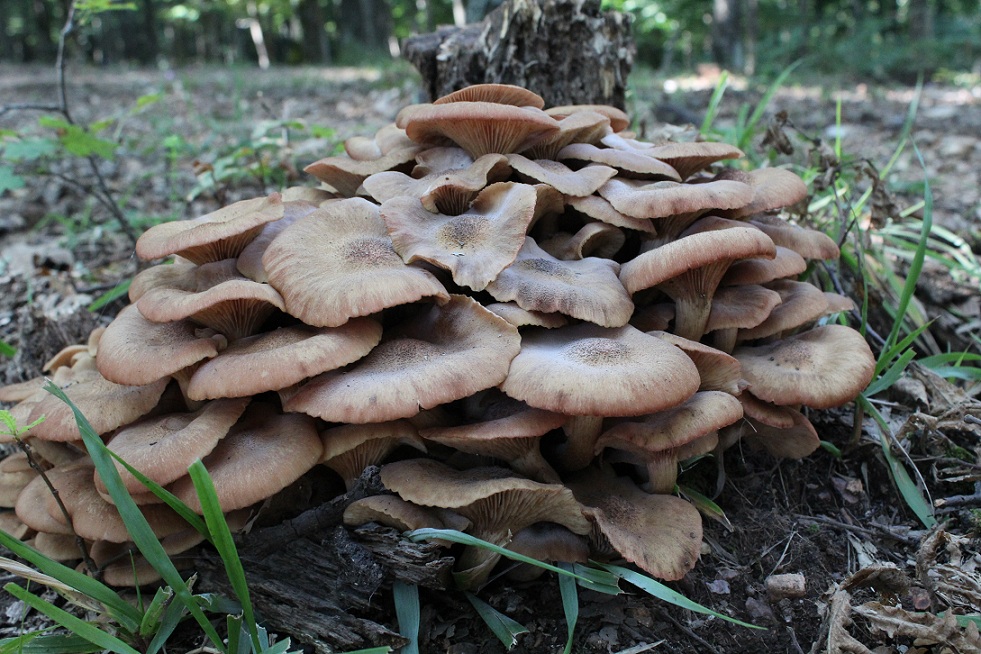 Famigliola da determinare