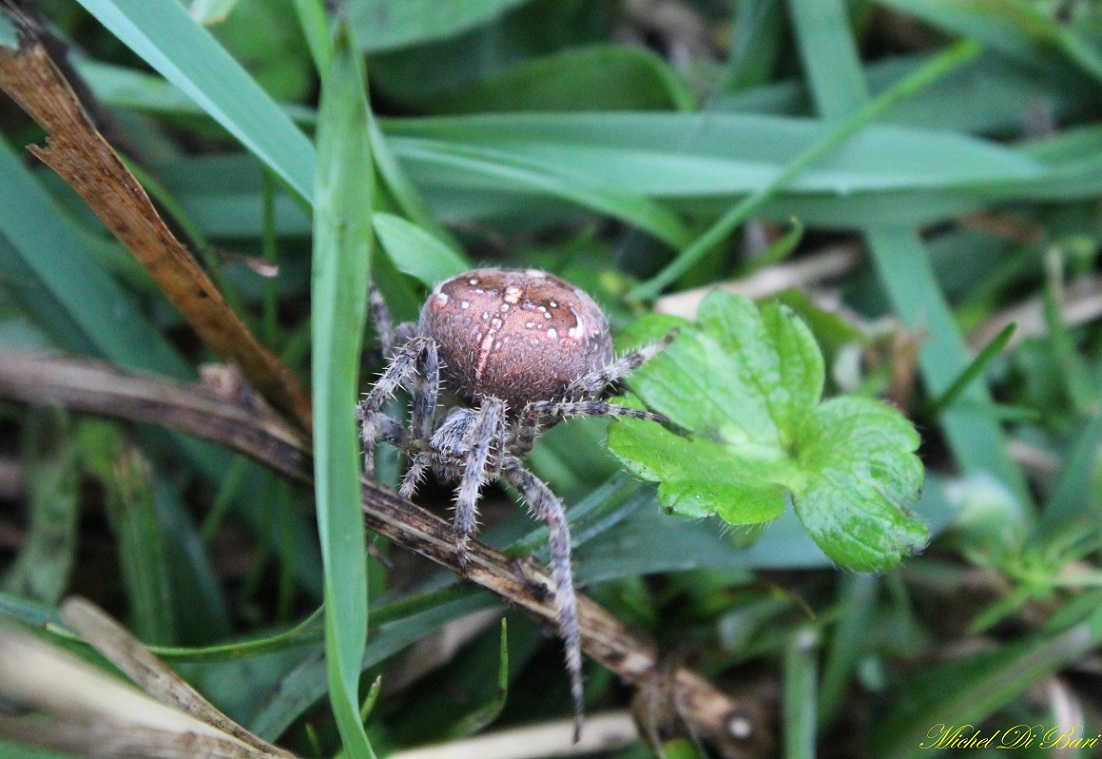 Araneus diadematus - S. Giovanni Rotondo (FG)