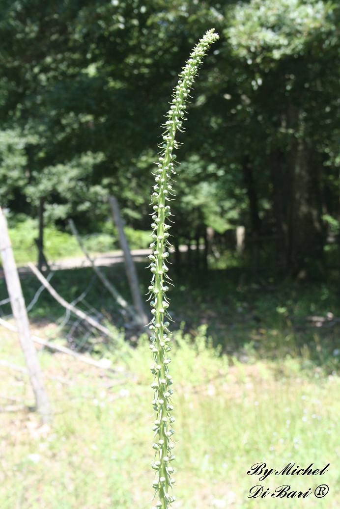 Digitalis ferruginea