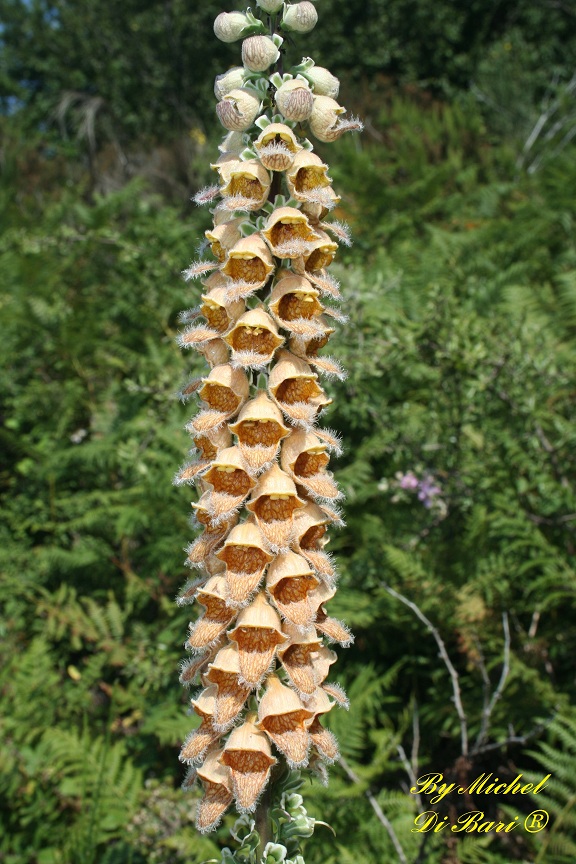 Digitalis ferruginea