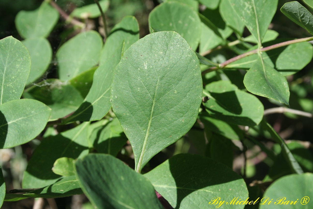 Lonicera cfr. etrusca