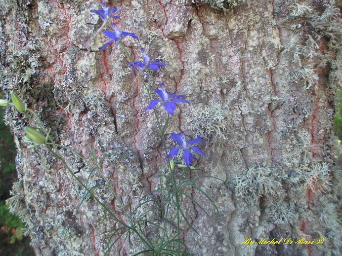 Delphinium ajacis e Delphinium sp.
