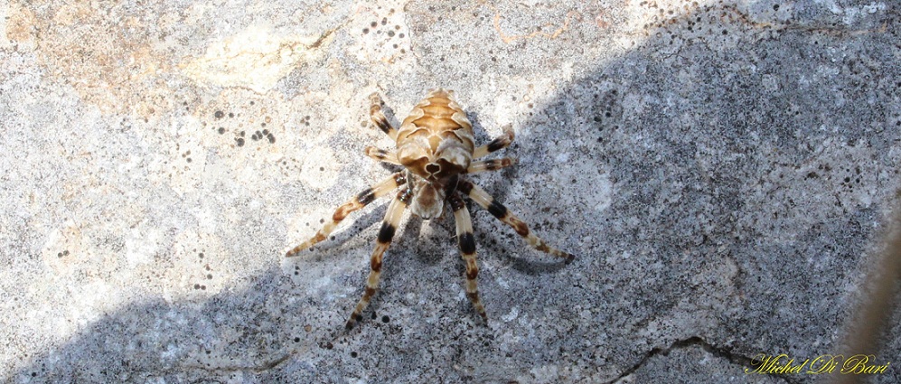 Araneus grossus - San Giovanni Rotondo (FG)
