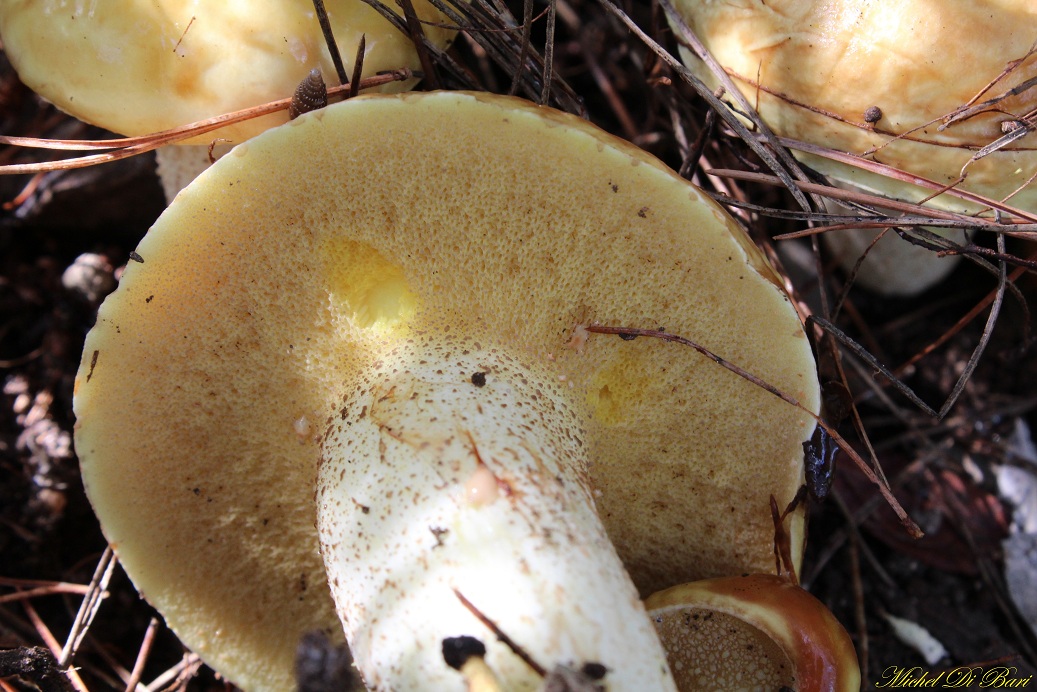 Funghi da ID