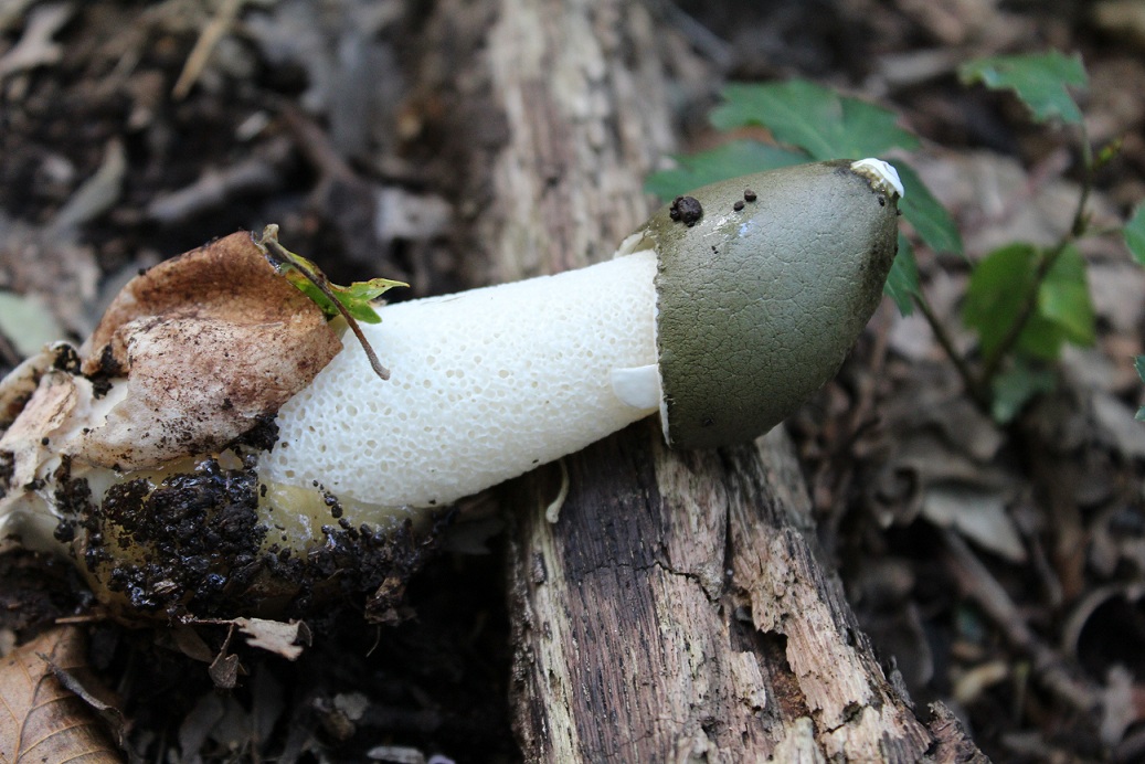 Phallus impudicus ?