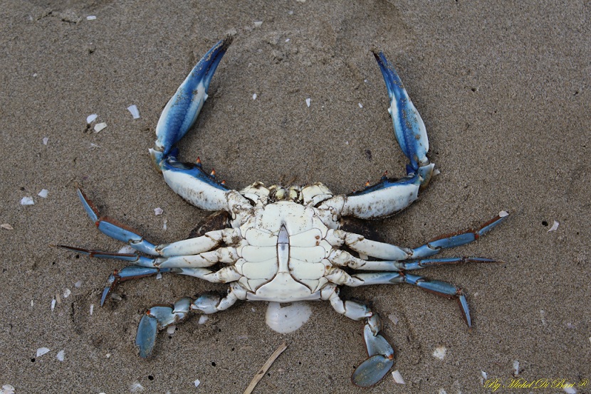 Granchio blu (Callinectes sapidus)