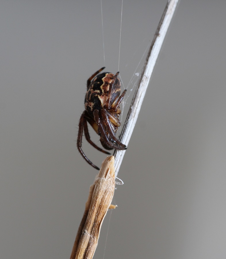 Larinioides cornutus ♂ - Gargano (FG)