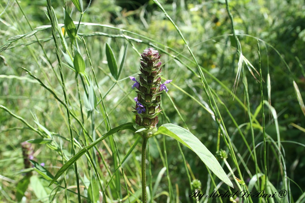 Prunella vulgaris