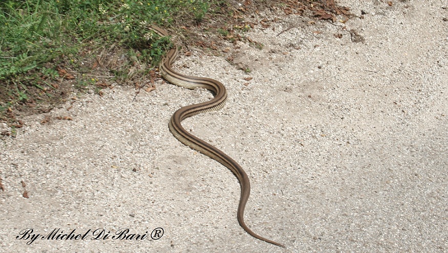 elaphe quatuorlineata ?