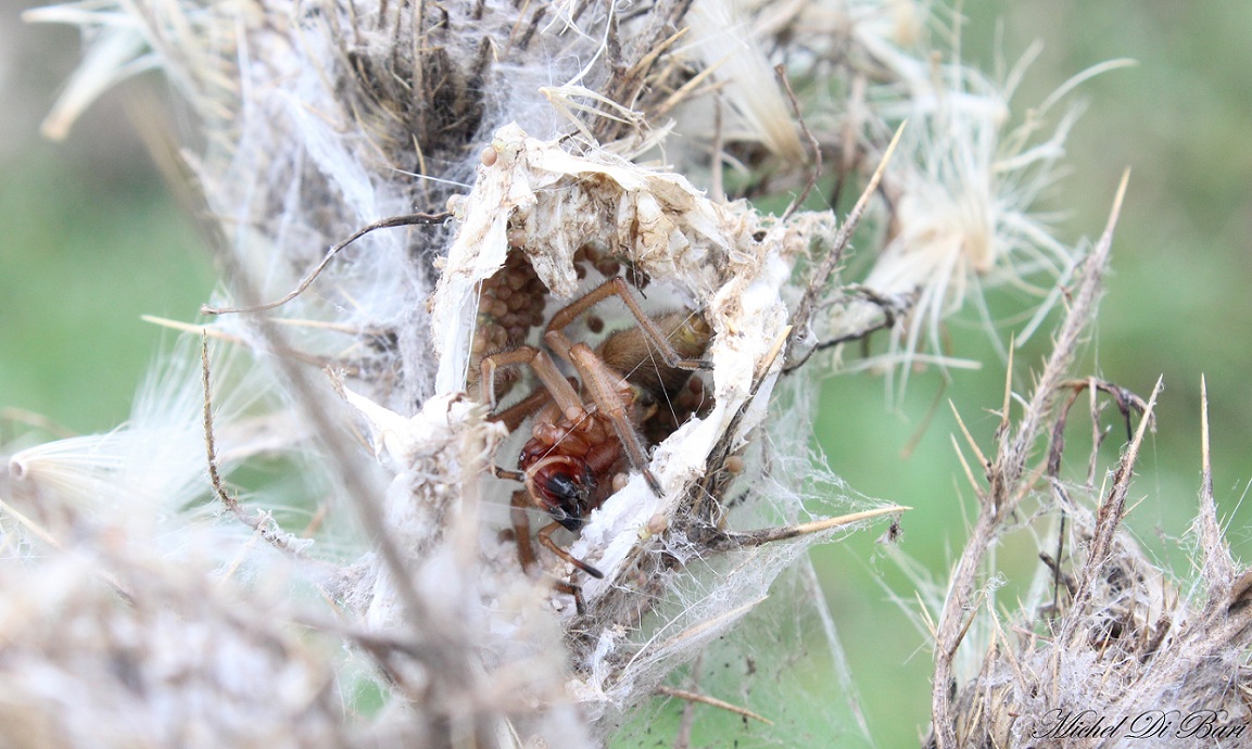 Cheiracanthium punctorium - San Giovanni Rotondo (FG)