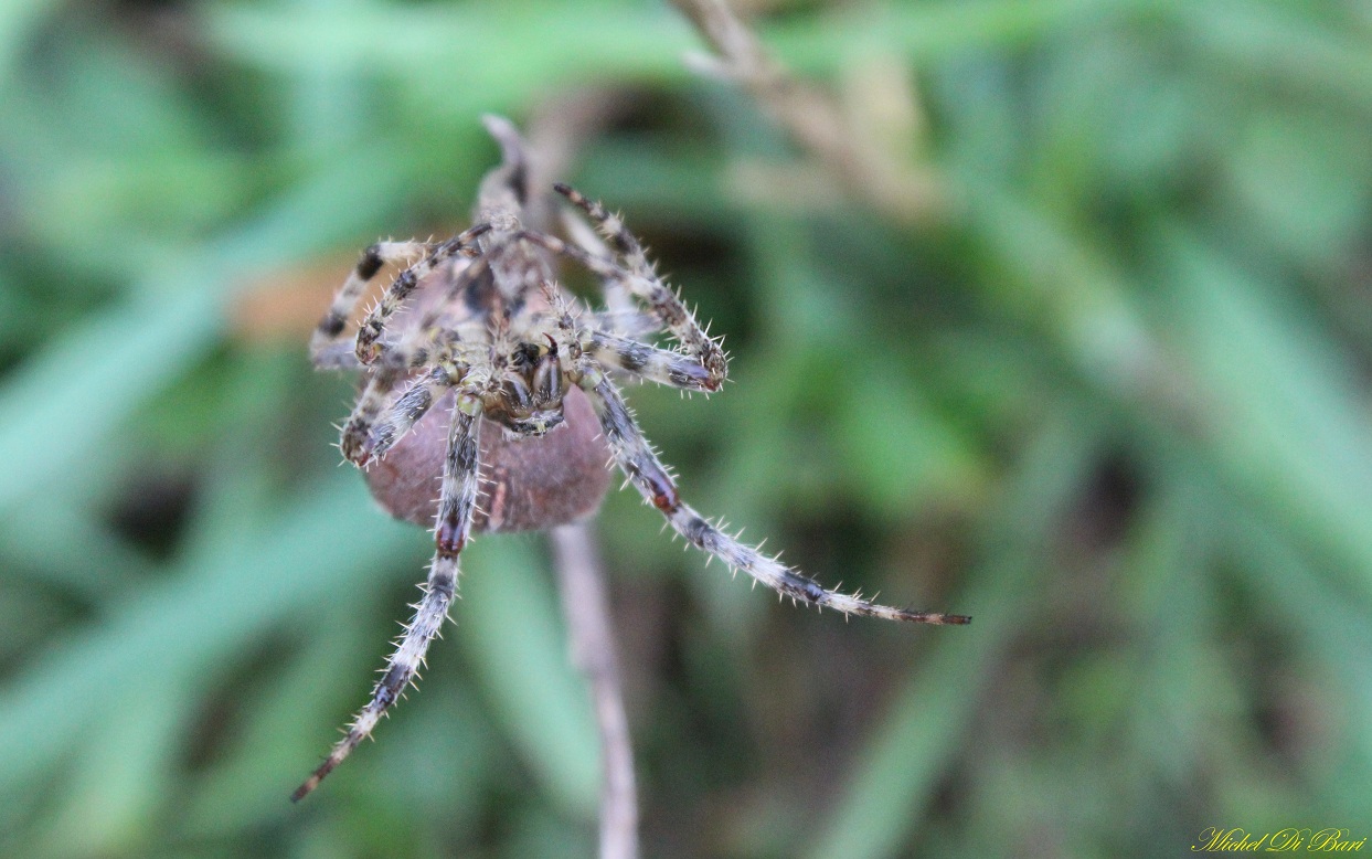 Araneus diadematus - S. Giovanni Rotondo (FG)