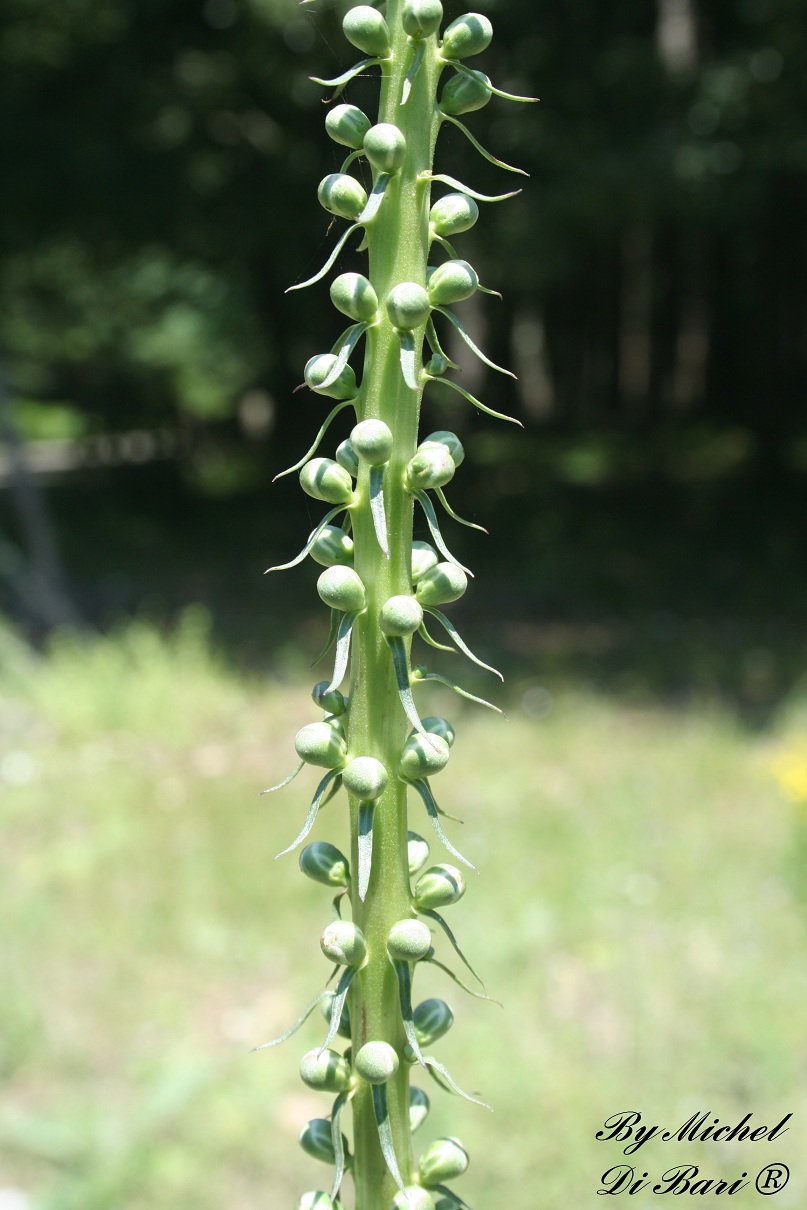 Digitalis ferruginea