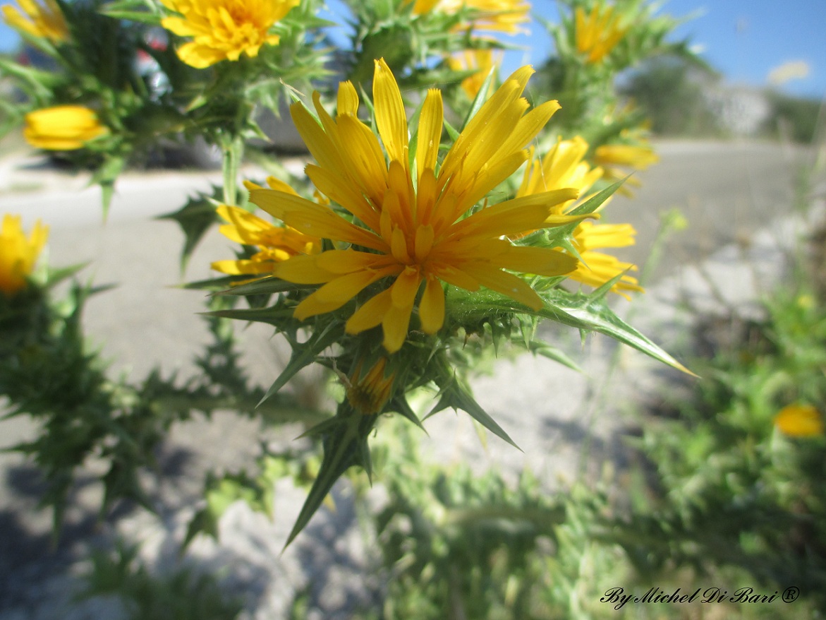 Scolymus hispanicus?