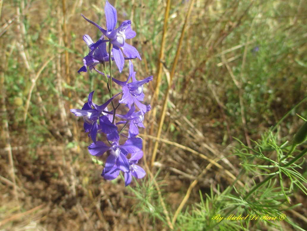 Delphinium ajacis e Delphinium sp.