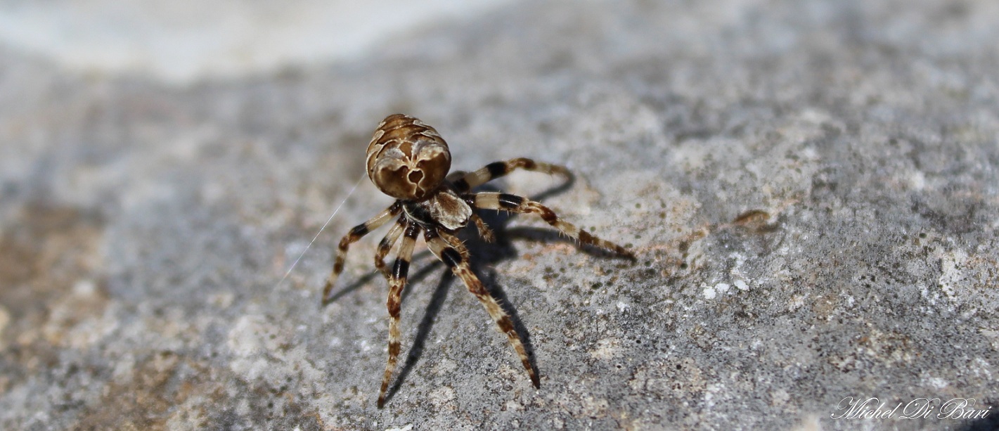 Araneus grossus - San Giovanni Rotondo (FG)