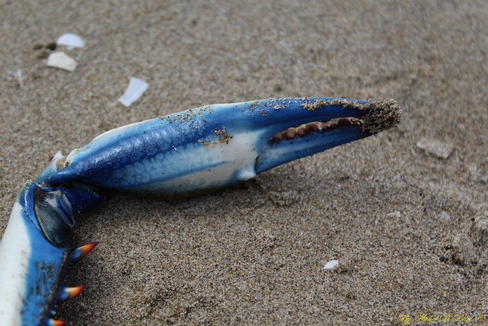 Granchio blu (Callinectes sapidus)