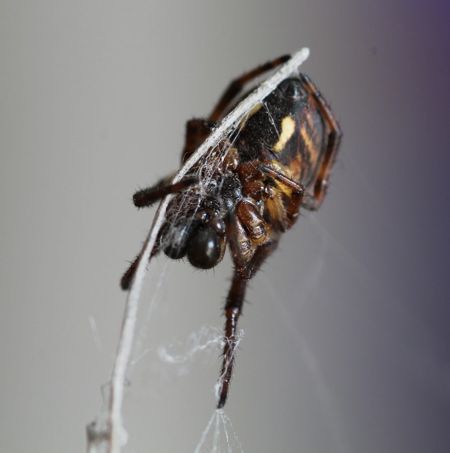 Larinioides cornutus ♂ - Gargano (FG)