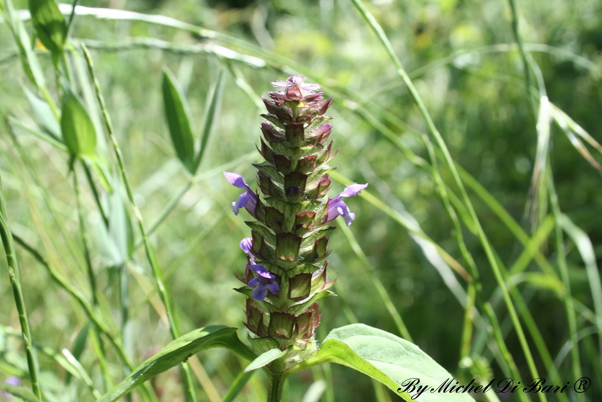 Prunella vulgaris