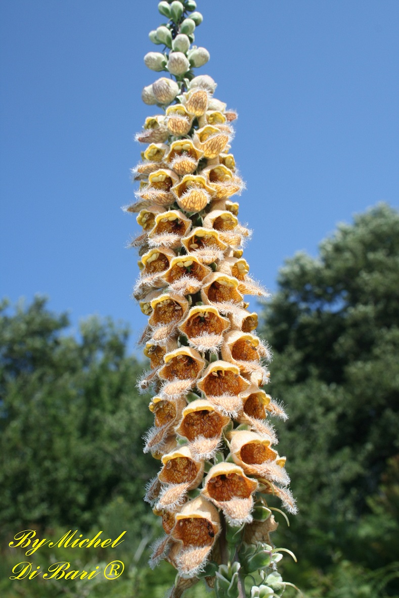 Digitalis ferruginea