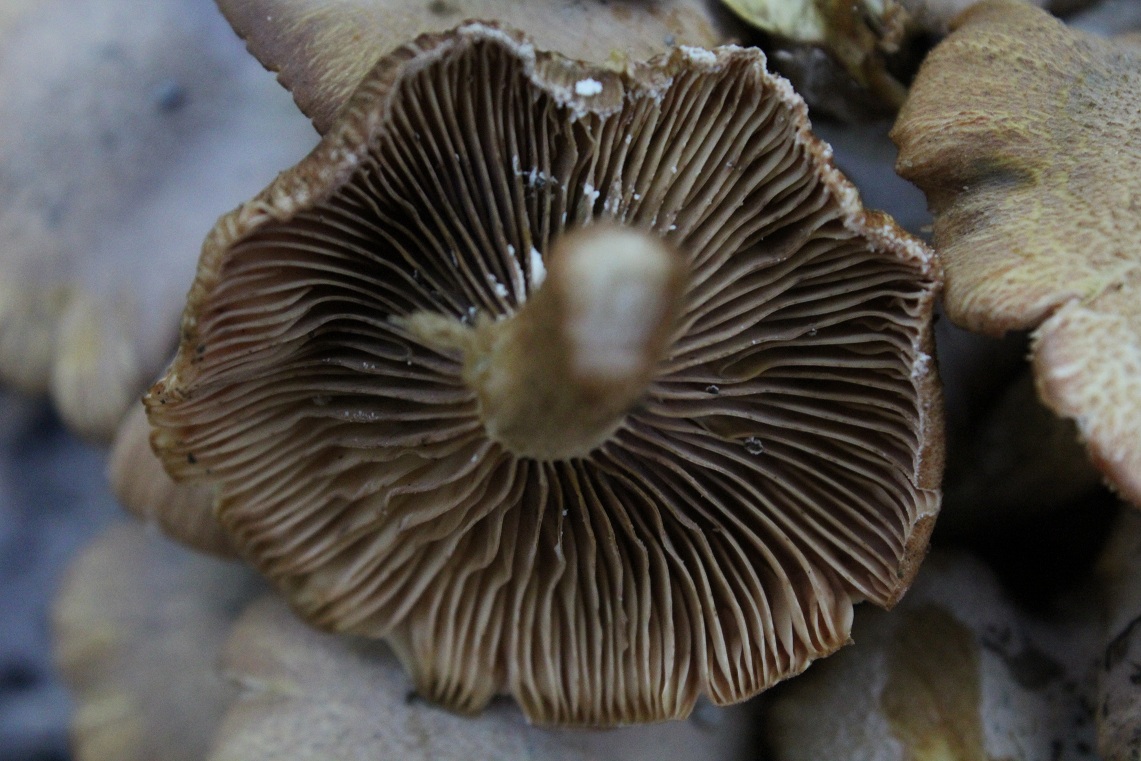 Famigliola da determinare