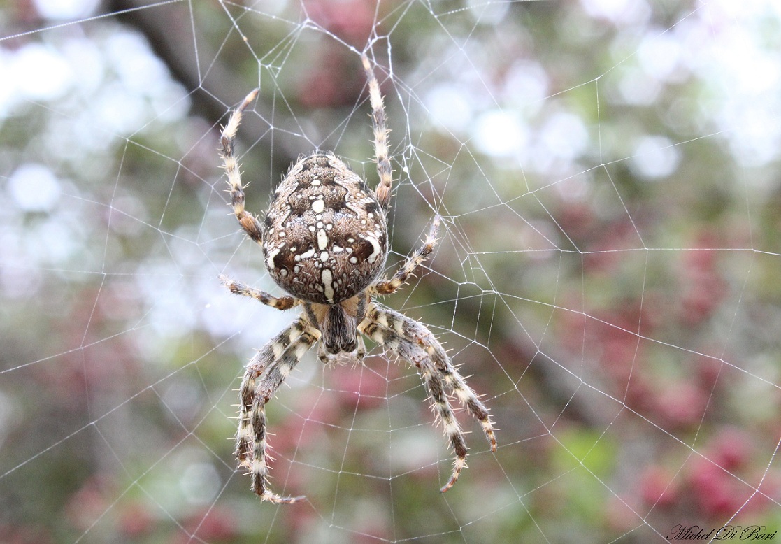 Araneus diadematus - S. Giovanni Rotondo (FG)