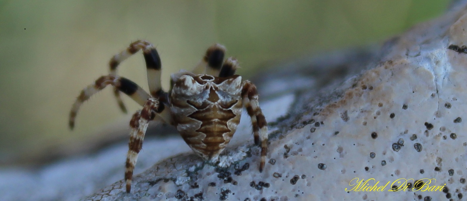 Araneus grossus - San Giovanni Rotondo (FG)