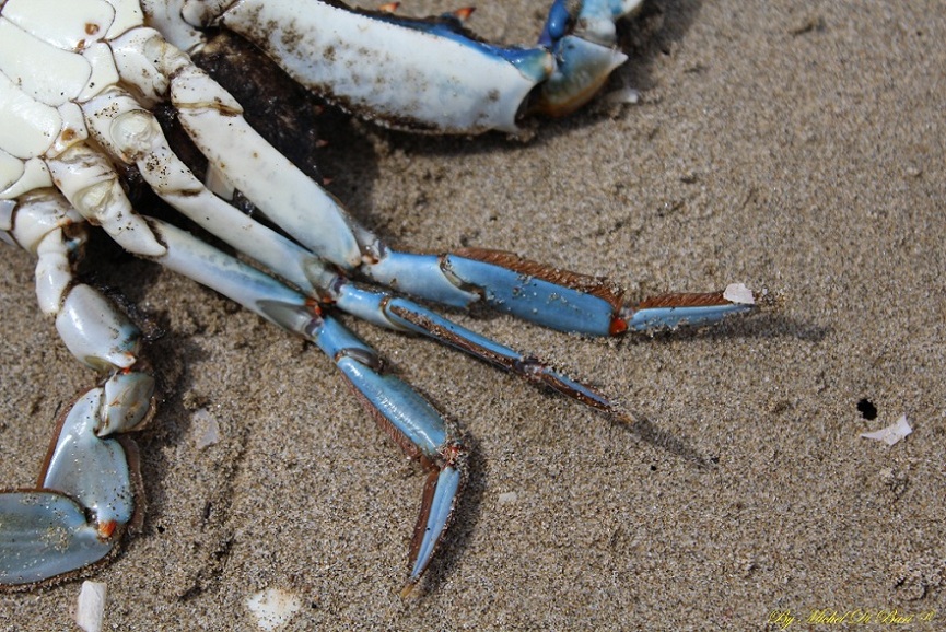 Granchio blu (Callinectes sapidus)