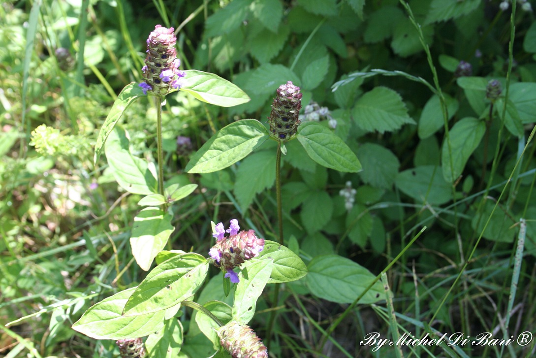 Prunella vulgaris