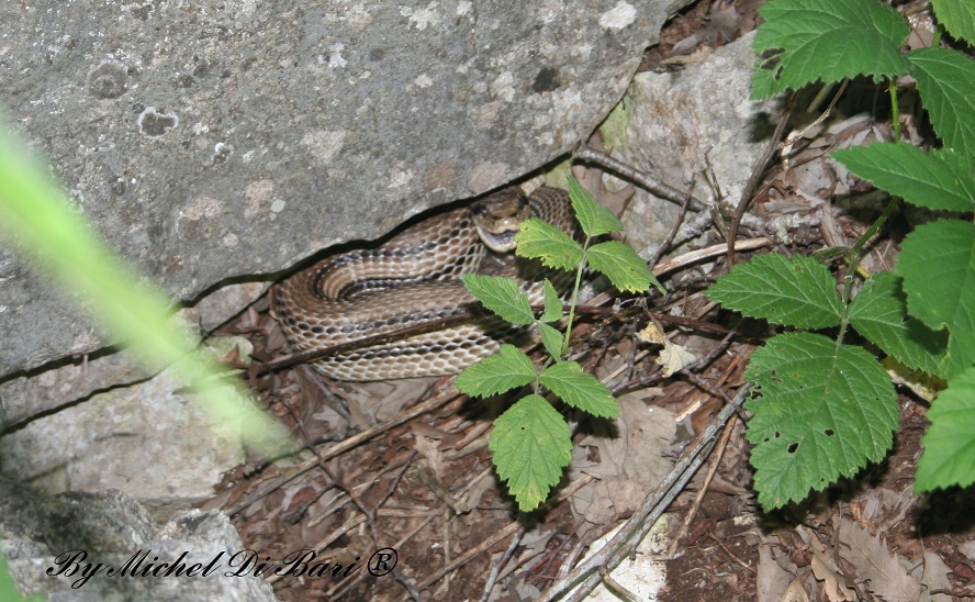 elaphe quatuorlineata ?
