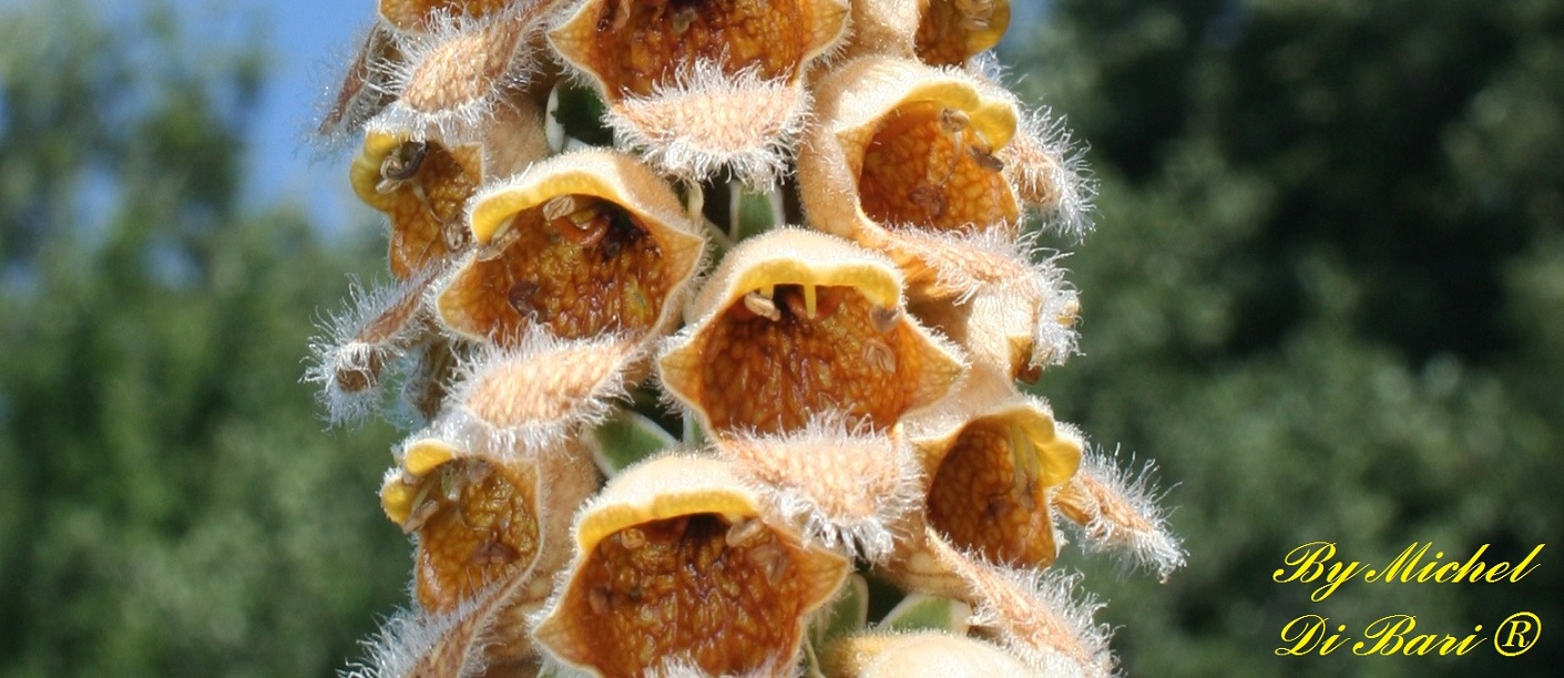 Digitalis ferruginea