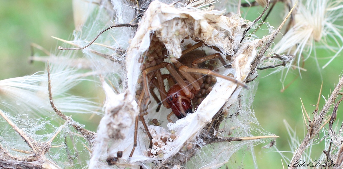 Cheiracanthium punctorium - San Giovanni Rotondo (FG)