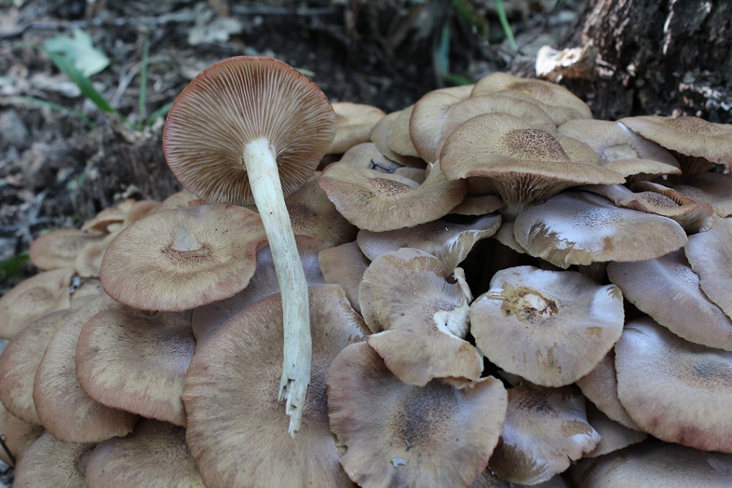 Famigliola da determinare