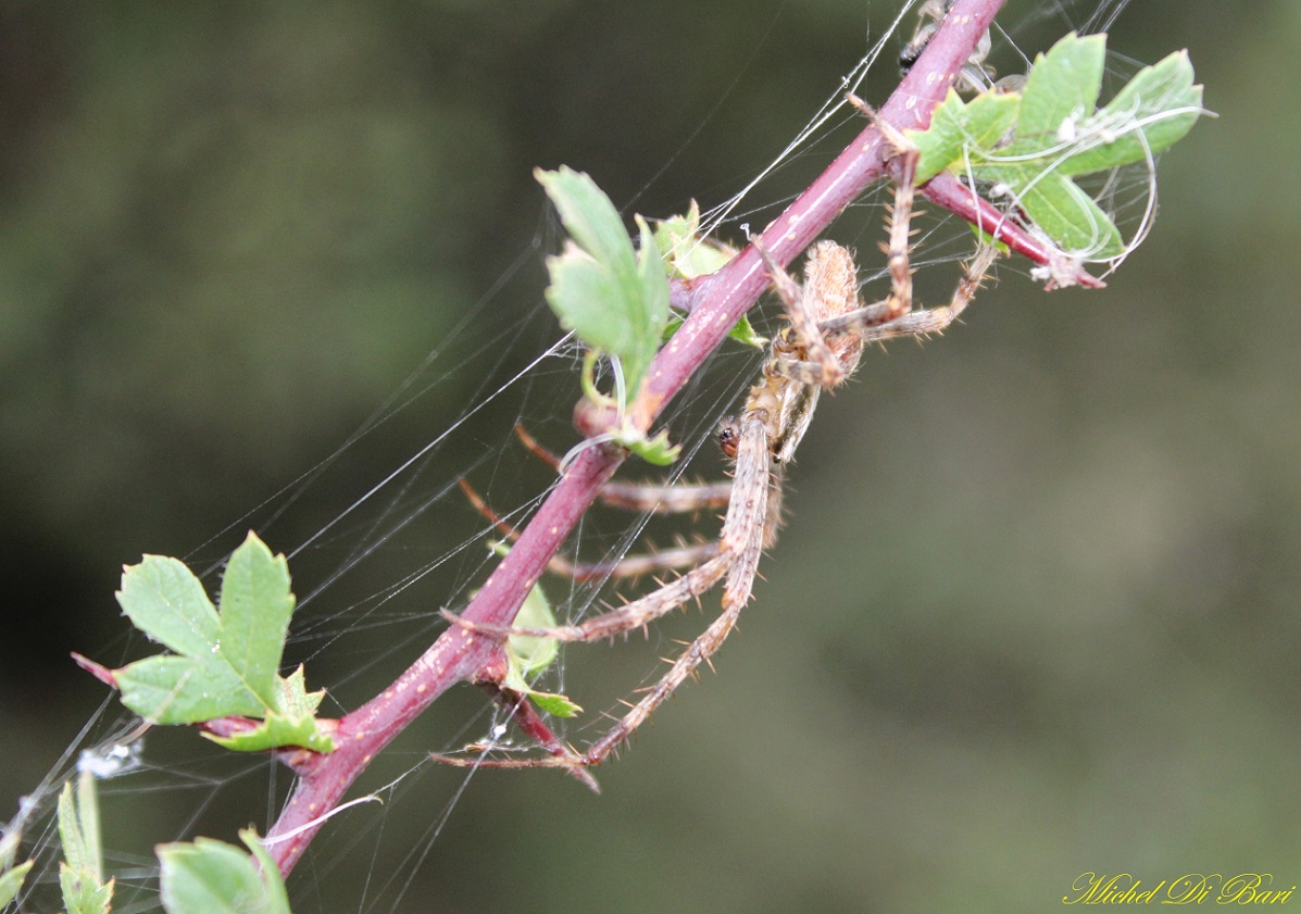 Araneus diadematus - S. Giovanni Rotondo (FG)