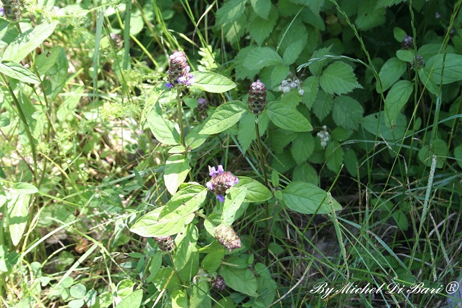 Prunella vulgaris