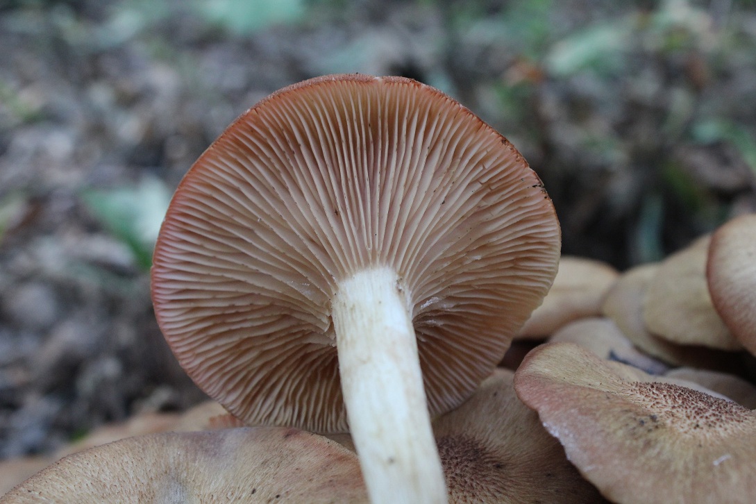 Famigliola da determinare