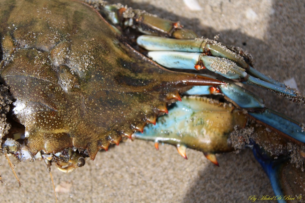 Granchio blu (Callinectes sapidus)