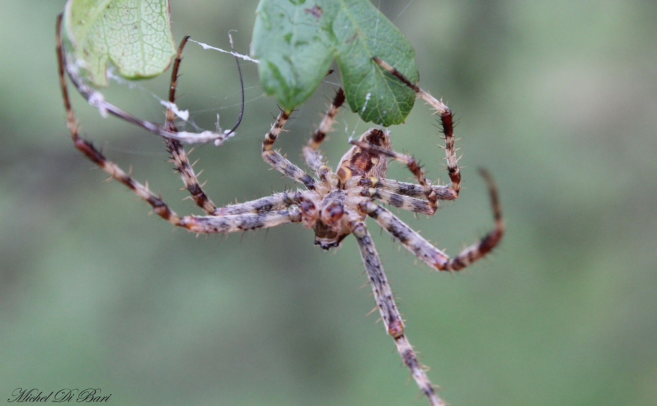 Araneus diadematus - S. Giovanni Rotondo (FG)