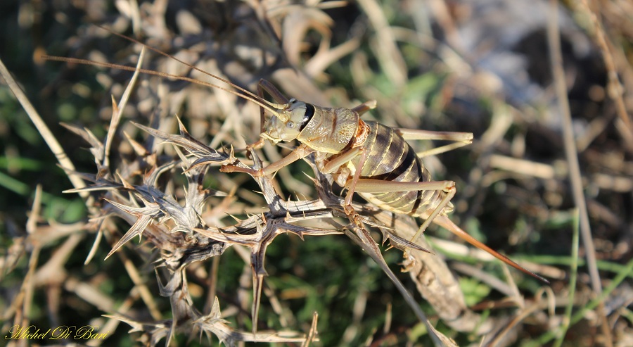 Femmina di Ephippiger apulus (Bradiporidae)