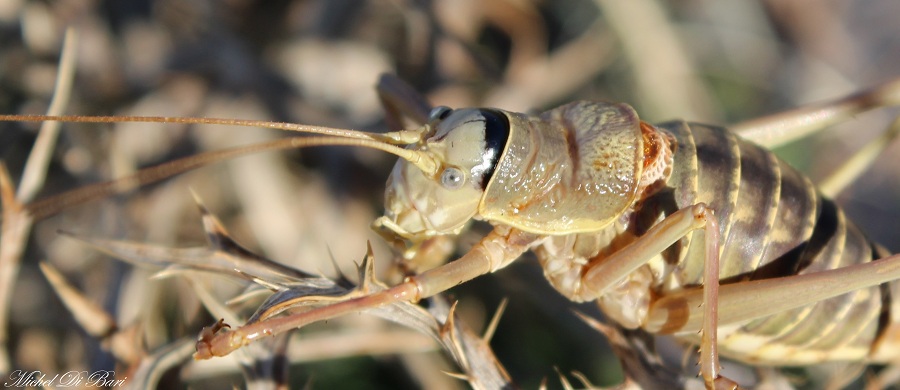 Femmina di Ephippiger apulus (Bradiporidae)