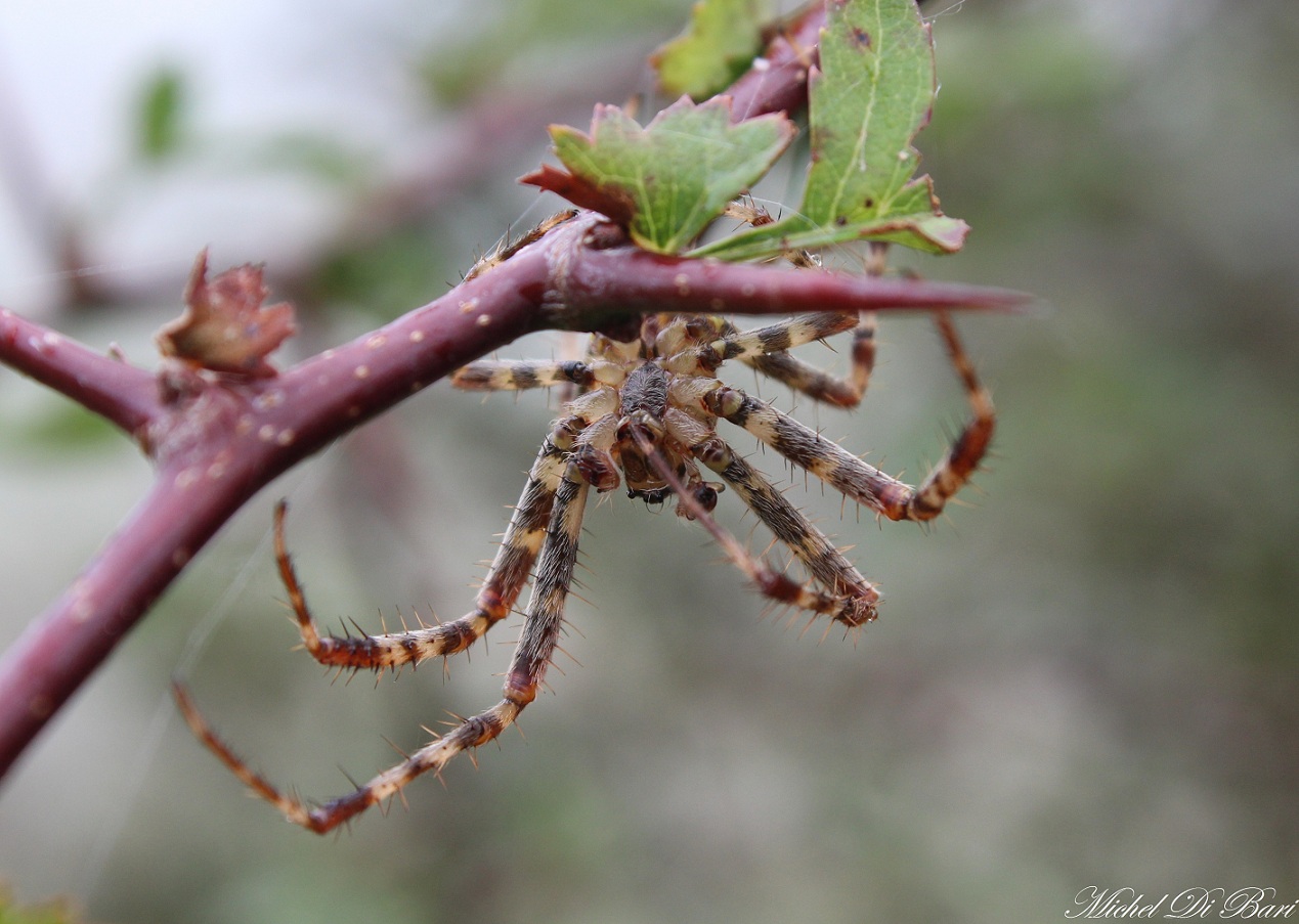 Araneus diadematus - S. Giovanni Rotondo (FG)