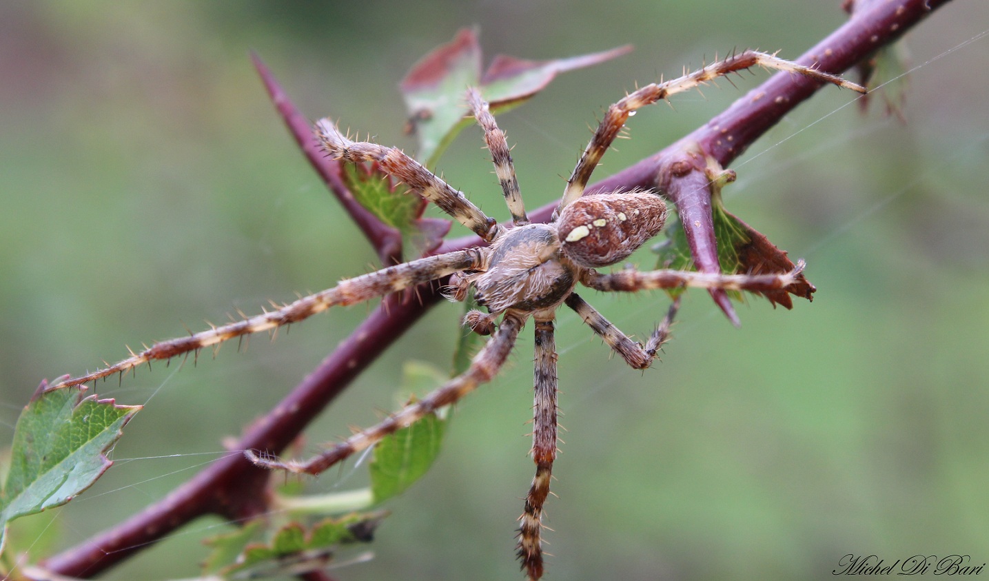 Araneus diadematus - S. Giovanni Rotondo (FG)