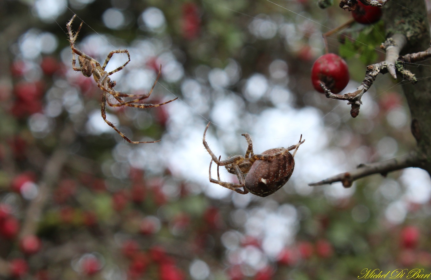 Araneus diadematus - S. Giovanni Rotondo (FG)