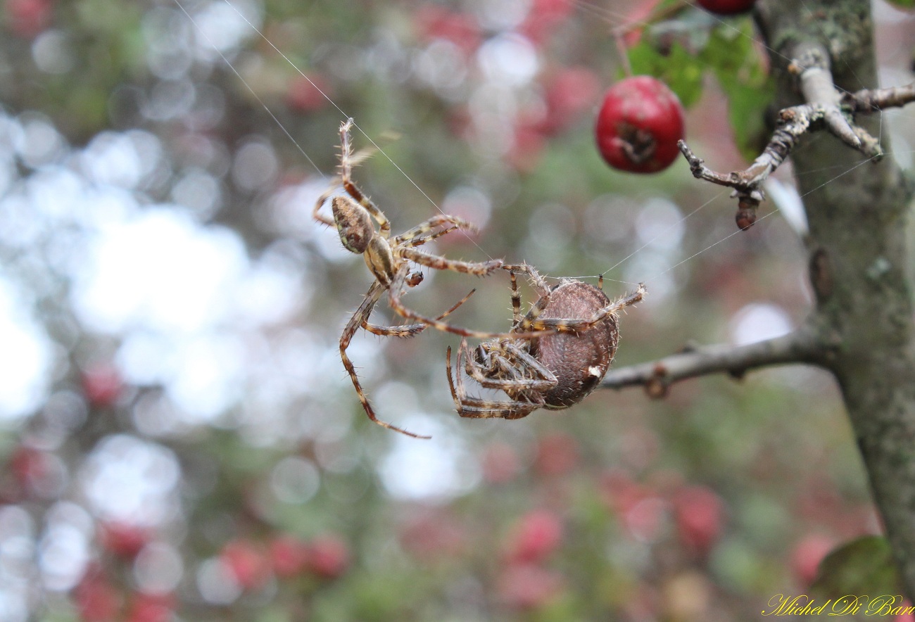 Araneus diadematus - S. Giovanni Rotondo (FG)