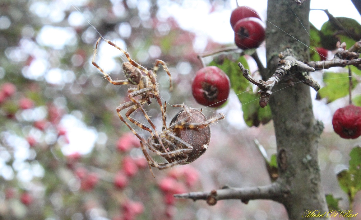 Araneus diadematus - S. Giovanni Rotondo (FG)