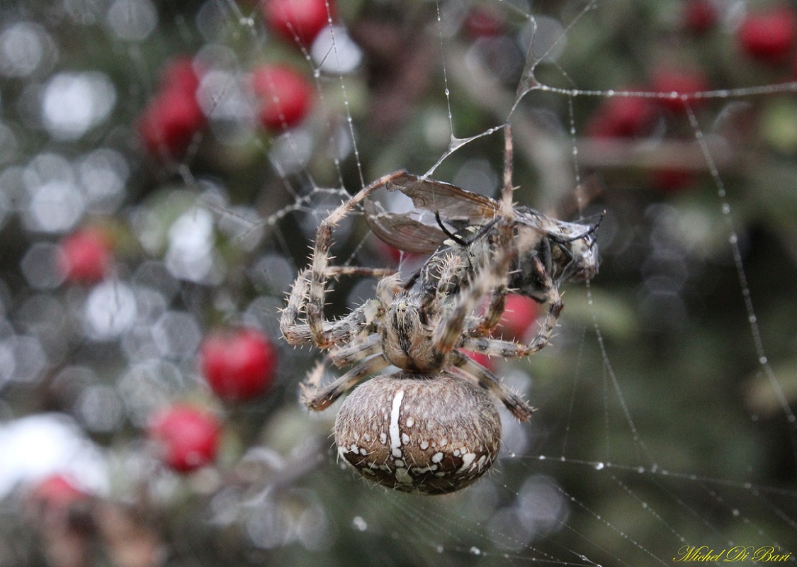 Araneus diadematus - S. Giovanni Rotondo (FG)